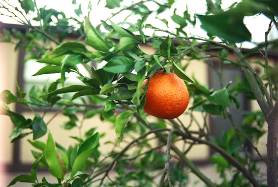 Orange growing Next to a Cottage